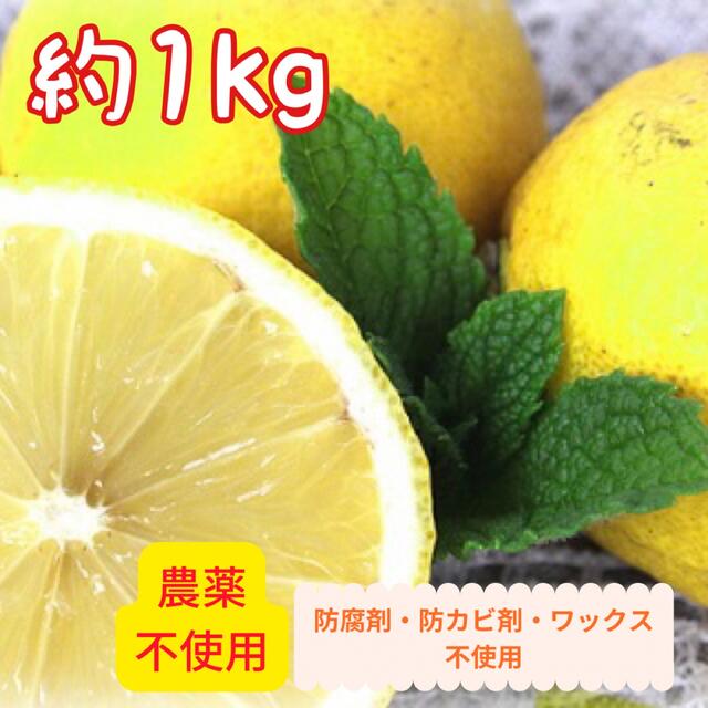 無農薬・国産レモン 1kg 小玉〜中玉 【防腐剤・防カビ剤・ワックス不使用】 食品/飲料/酒の食品(フルーツ)の商品写真