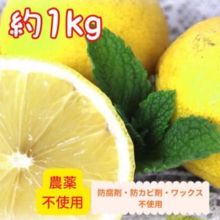 無農薬・国産レモン 1kg 小玉〜中玉 【防腐剤・防カビ剤・ワックス不使用】(フルーツ)