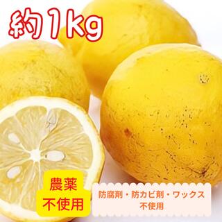 無農薬・国産レモン 1kg 小玉〜中玉 【防腐剤・防カビ剤・ワックス不使用】(フルーツ)
