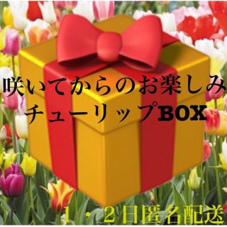 チューリップ　20個　春　植物　入学式　可愛い　まとめ売り　1・2日匿名配送 (ドライフラワー)