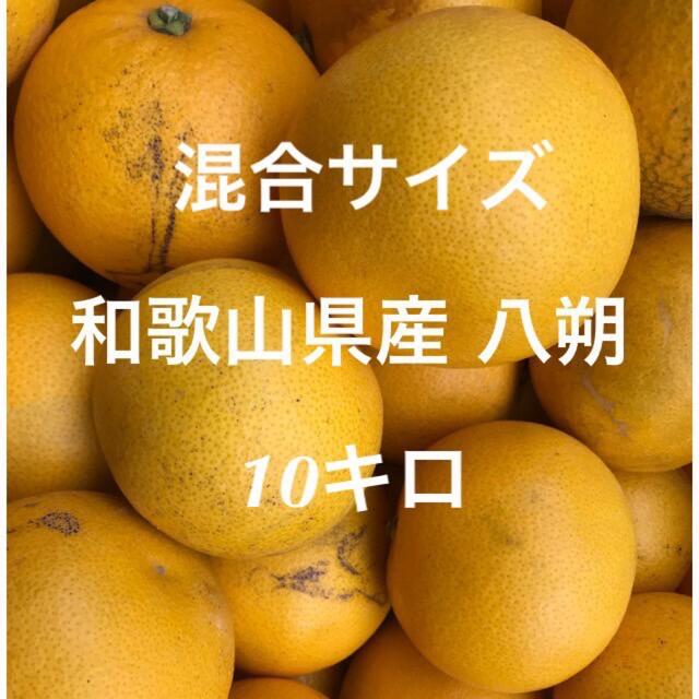 ★和歌山県産 混合 八朔 はっさく S〜3Lサイズ 10キロ 家庭用 食品/飲料/酒の食品(フルーツ)の商品写真