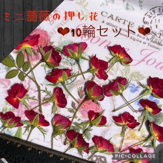 ミニ薔薇のおし花10輪セット&蕾2個付き★ドライフラワー花材★ハンドメイド素材★(各種パーツ)