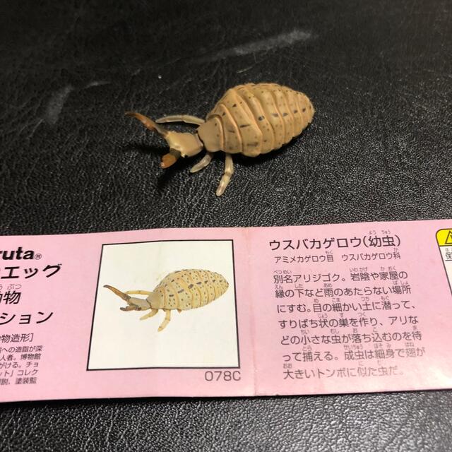 フルタ製菓(フルタセイカ)のウスバカゲロウ幼虫 エンタメ/ホビーのフィギュア(その他)の商品写真