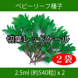 ベビーリーフ種子 B-37 切葉レッドケール 2.5ml 約540粒 x 2袋(野菜)