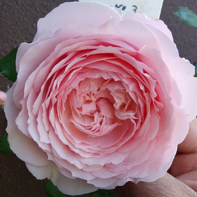 🌸セシル様専用ページ🌸🌹『みさき』🌹挿し木苗の通販 by ＊Roses