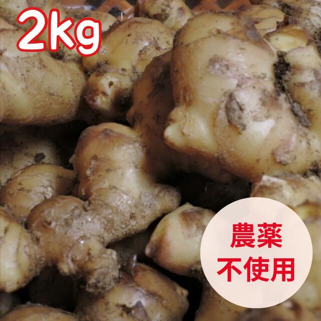 【無農薬】国産生姜 2kg 大生姜/ 農薬・化学肥料不使用/薬効 健康 美肌