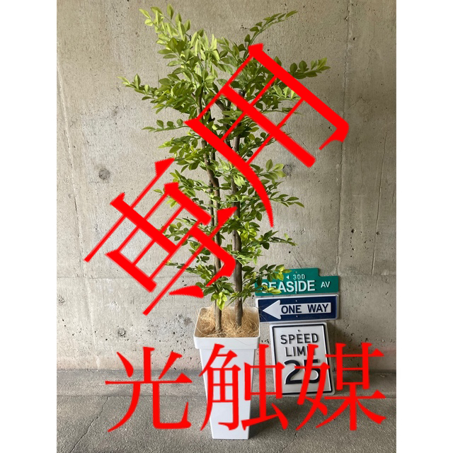 光触媒　人工観葉植物　ウォールグリーン　フェイク　アレンジ　ゴールデンリーフ