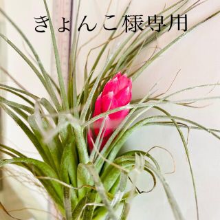 チランジア　花付き　コットンキャンディ－ エアプランツ　観葉植物(プランター)