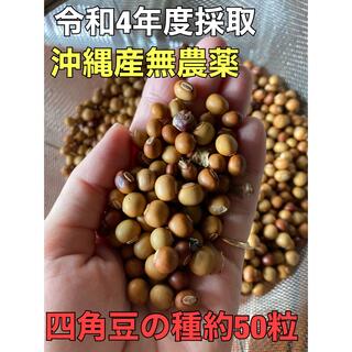 沖縄産　うりずん　四角豆の種　約50粒(野菜)