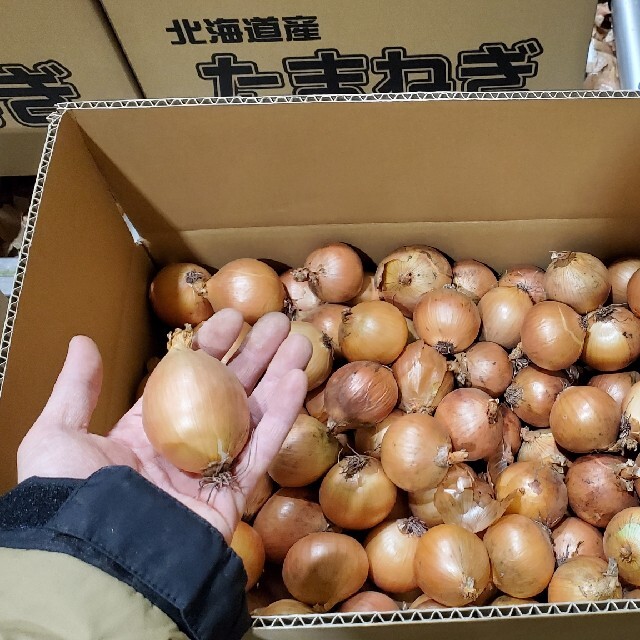 北海道産　玉ねぎ　２０kg　ペコ玉 食品/飲料/酒の食品(野菜)の商品写真