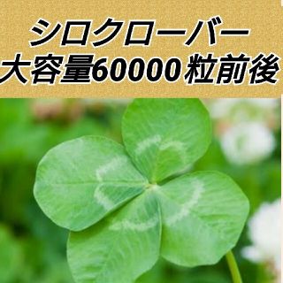 ホワイトクローバー種子 たっぷり60000粒前後(その他)