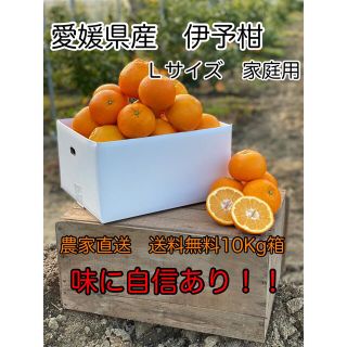 愛媛県産伊予柑Ｌサイズ10Kg箱　送料無料　農家直送　家庭用愛媛みかん即購入歓迎(フルーツ)