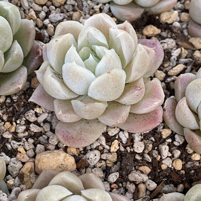 ❤︎多肉植物　韓国苗　ヒューミリス　カット苗❤︎