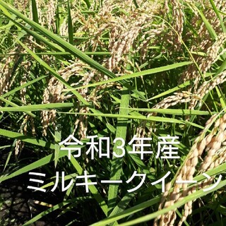 mao様専用です😊ミルキークイーン・コシヒカリ(米/穀物)
