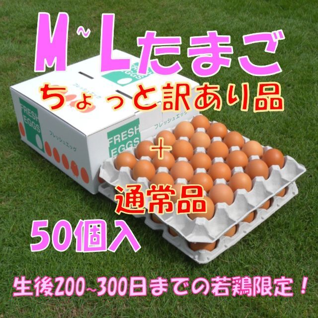 2/16発送【若鶏の卵】ちょっと訳あり品+通常品混合・M~L50個 食品/飲料/酒の食品(野菜)の商品写真