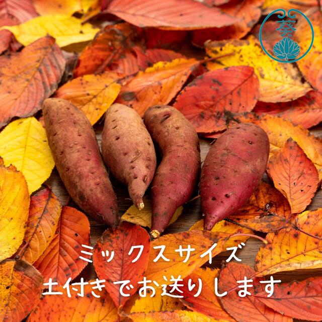 さつまいも　紅はるか5kg 食品/飲料/酒の食品(野菜)の商品写真