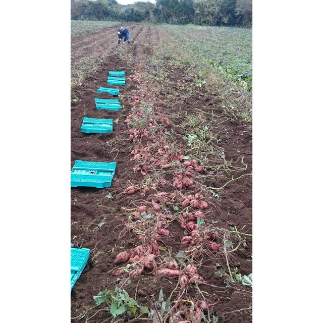 ホイップクリーム様専用　種子島産安納芋（安納紅）プチ芋4キロ　とても小さなお芋 食品/飲料/酒の食品(野菜)の商品写真