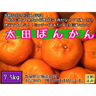 ●【愛媛えひめ産】●フルーツ 果物 くだもの 果実 柑橘 みかん 《ポンカン》(フルーツ)