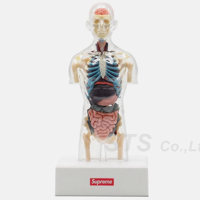 希少!!】 18AW supreme anatomy 人体模型 アナトミー シュプリーム ...