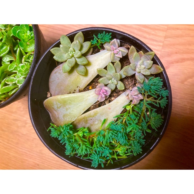 多肉植物　根付き　多肉　チビ苗　ちまちま寄せ　寄せ植え　おすすめ　葉挿し　苗 ハンドメイドのフラワー/ガーデン(その他)の商品写真