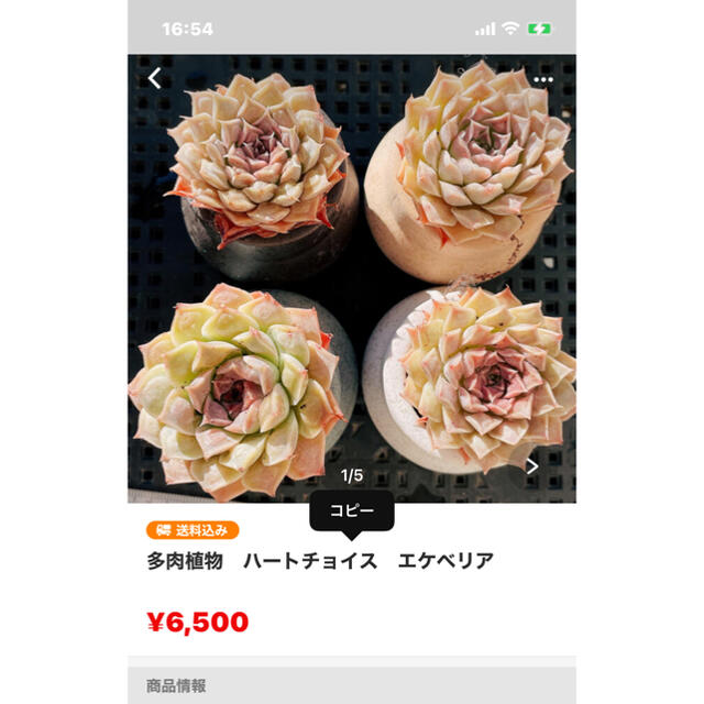 多肉植物　専用 ハンドメイドのフラワー/ガーデン(その他)の商品写真