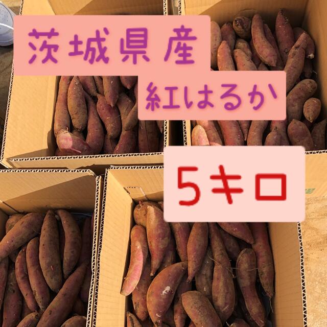 さつまいも　紅はるか　10kg    食品/飲料/酒の食品(野菜)の商品写真