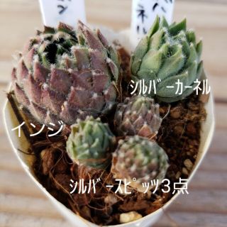 2月25日まで価格！多肉植物 センペルビウム 3種set お得(その他)