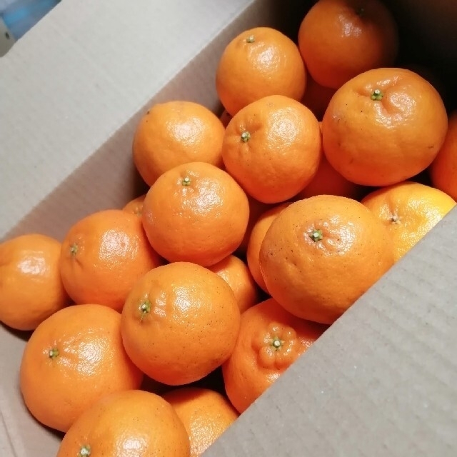 熊本県産ポンカン②　約3キロ 食品/飲料/酒の食品(フルーツ)の商品写真