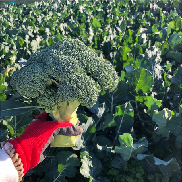 九州産　無農薬野菜セット【80サイズ】 食品/飲料/酒の食品(野菜)の商品写真