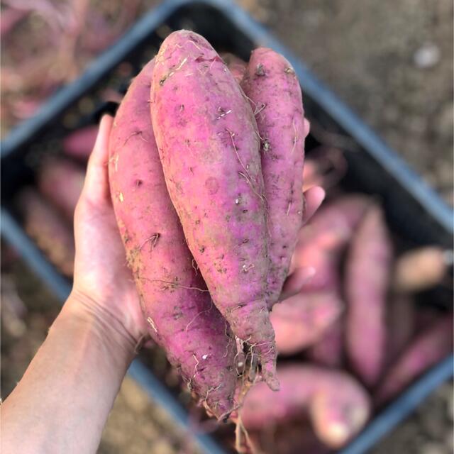 九州産　無農薬野菜セット【80サイズ】 食品/飲料/酒の食品(野菜)の商品写真