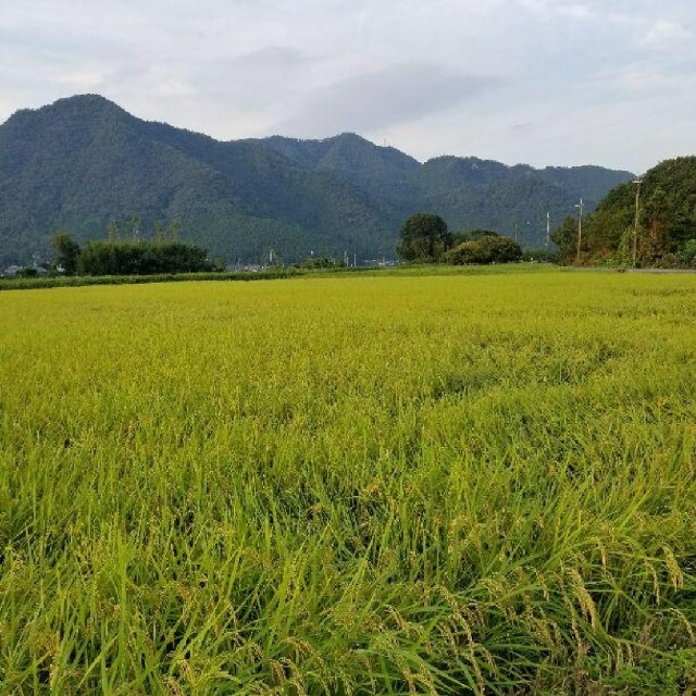 令和3年 兵庫県丹波産 無農薬コシヒカリ20キロ 食品/飲料/酒の食品(米/穀物)の商品写真