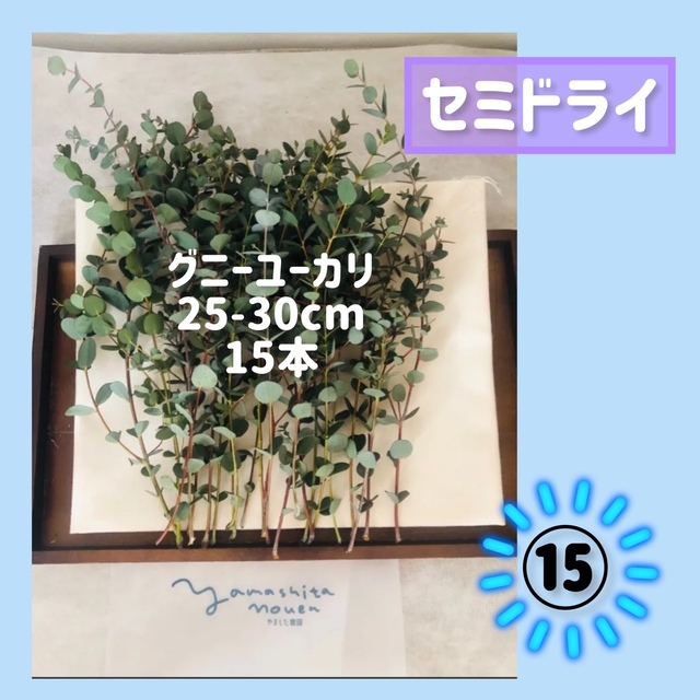 25〜30cm 15本　セミドライ　ユーカリ　グニー ハンドメイドのフラワー/ガーデン(ドライフラワー)の商品写真