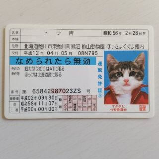 なめ猫　免許証　トラ吉(キャラクターグッズ)