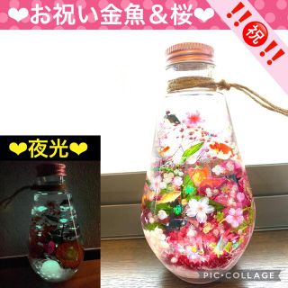 【祝】〜❄︎お祝い金魚＆桜❄︎〜❤︎偏光桜＆蓄光inアクアリウム❤︎(プリザーブドフラワー)