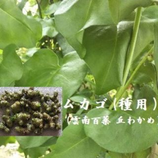 R0121 アカザカズラ（オカワカメ・雲南百薬）のむかご15粒  種用 丘わかめ(野菜)