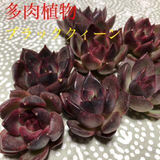 多肉植物　エケベリア　ブラッククィーン　カット苗(その他)