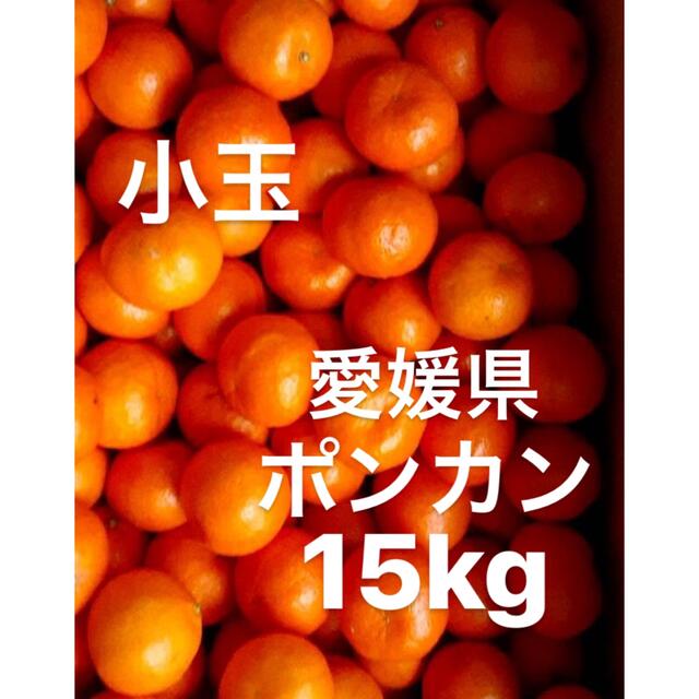 愛媛県産　ポンカン　柑橘　みかん　15kg 食品/飲料/酒の食品(フルーツ)の商品写真