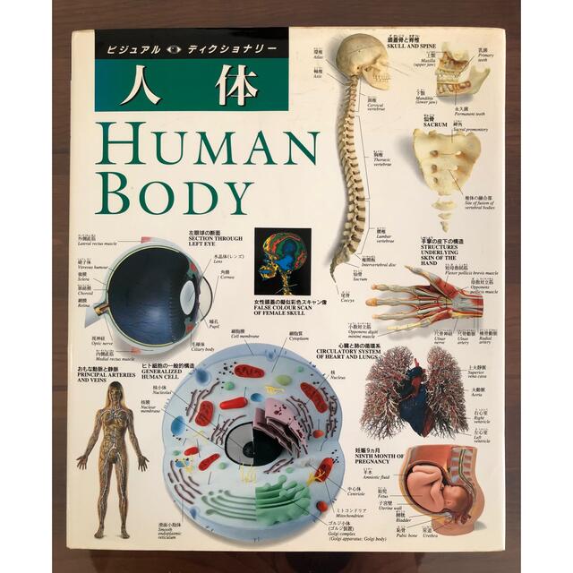 人体 HUMAN BODY 本 エンタメ/ホビーの本(健康/医学)の商品写真