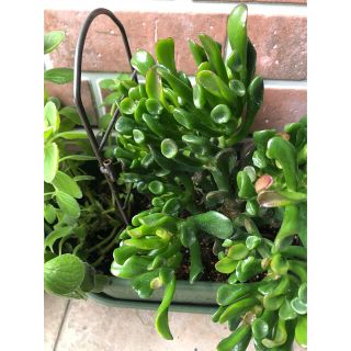 多肉植物　ゴーラム(その他)