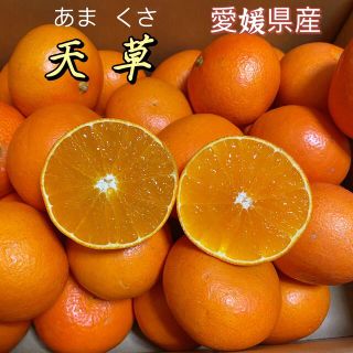 天草　愛媛県産　箱含む5kg  大きさおまかせ　JA全農えひめ　柑橘　あまくさ(フルーツ)