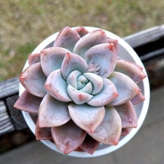 多肉植物 新香水 カット苗 ぷくぷく 可愛い♡ 紅葉 寄せ植え