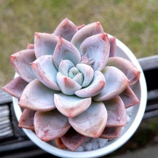 多肉植物 新香水 カット苗 ぷくぷく 可愛い♡ 紅葉 寄せ植え