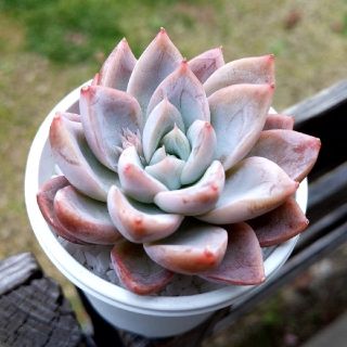 多肉植物 新香水 カット苗 ぷくぷく 可愛い♡ 紅葉 寄せ植え