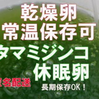 匿名　種親にオススメ　国産純粋　タマ　ミジンコ　みじんこ　乾燥　休眠卵　100粒(アクアリウム)