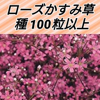 ローズかすみ草 花種100粒以上(その他)