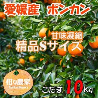 愛媛産　ポンカン小玉10キロ(フルーツ)