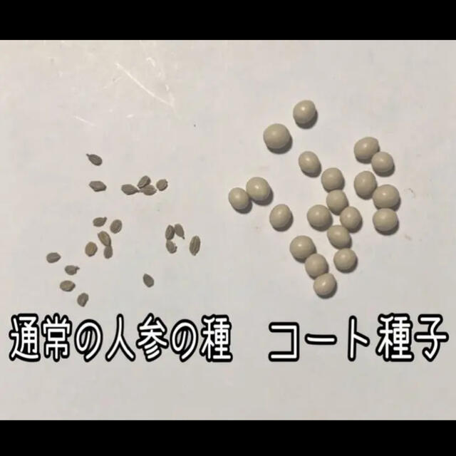 恋うさぎ人参の種  50粒  うさぎも恋する色濃い人参 食品/飲料/酒の食品(野菜)の商品写真