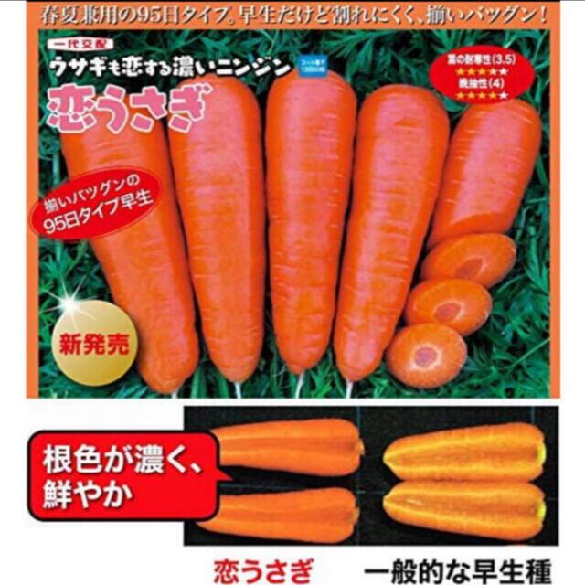 恋うさぎ人参の種 うさぎも恋する色濃い人参 50粒 食品/飲料/酒の食品(野菜)の商品写真