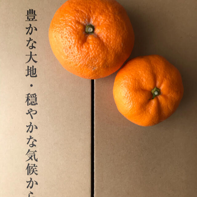 静岡三ヶ日青島ミカン3L 〜5L 10キロ 食品/飲料/酒の食品(フルーツ)の商品写真