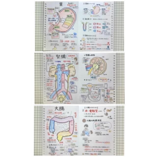 レビューブックに!】看護学生 国試対策 解剖生理学まとめノート レビューブックに!】看護学生 国試対策 解剖生理学まとめノート